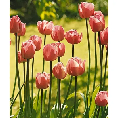 Spalding / Спалдинг