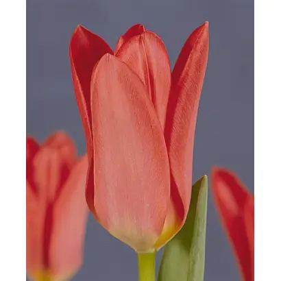 Spring Pearl / Спринг Пэарл