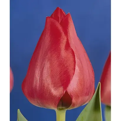 Spryng / Спрьнг