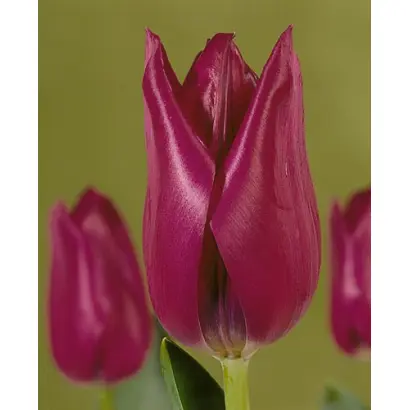 Stability / Стабилить