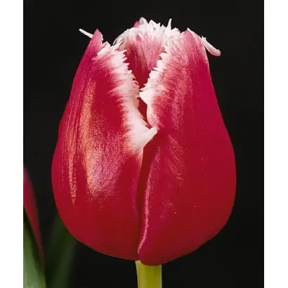 Starfighter / Старфигhтэр