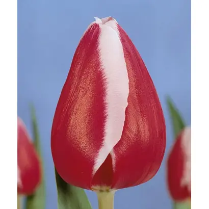 Stargazer / Старгазэр