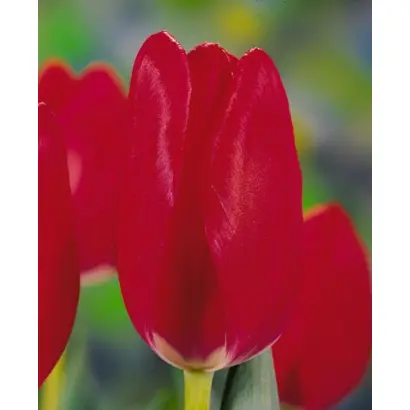 Strawberry Ice / Страwбэррь Ицэ