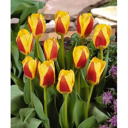 Stresa / Стрэса