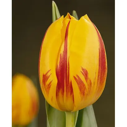 Striped Bellona / Стрипэд Бэллона