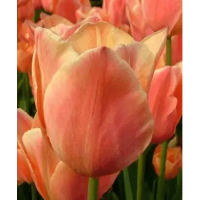 Stunning Apricot / Стуннинг Априцот