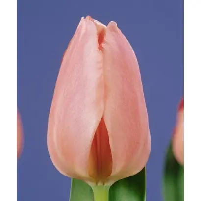 Sugar Love / Сугар Ловэ