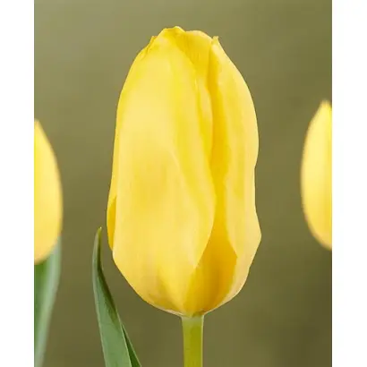 Summit / Суммит