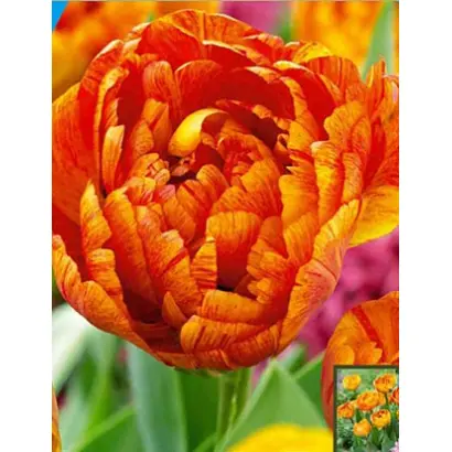 Sun Lover / Сун Ловэр