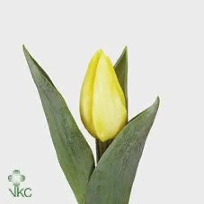 Sunny Prince / Суннь Принцэ