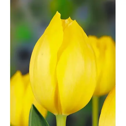 Sunset Boulevard / Сунсэт Боулэвард