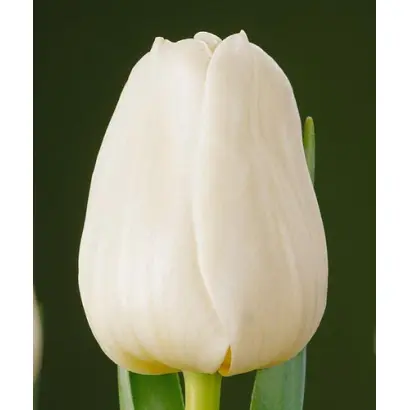 Sunset Survive / Сунсэт Сурвивэ