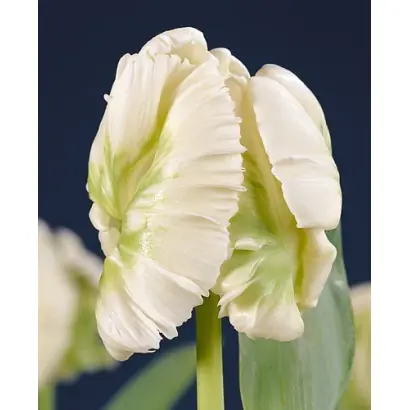 Super Parrot® / Супэр Паррот®