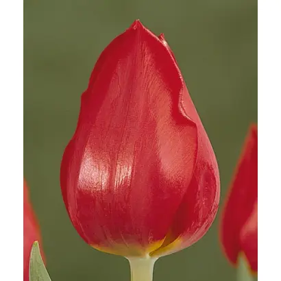 Supercup / Супэрцуп