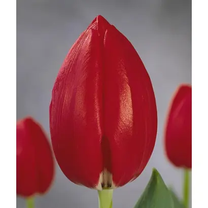 Superstar / Супэрстар