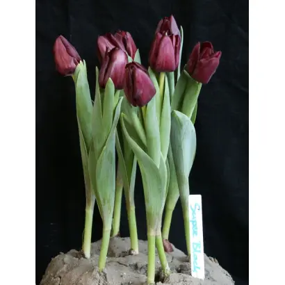 Supri Black / Супри Блацк