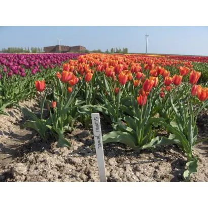 Supri Jewel / Супри Еwэл