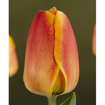 Surprise / Сурприсэ