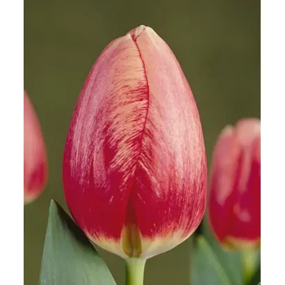 Surprise Star / Сурприсэ Стар