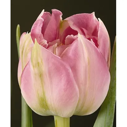 Sven Dahlman / Свэн Даhлман