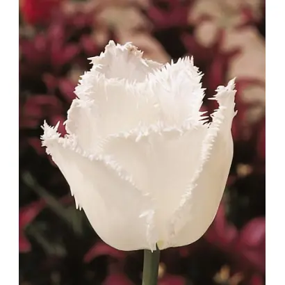 Swan Wings / Сwан Wингс