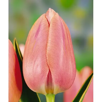 Swarovski / Сwаровски