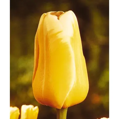 Sweet Harmony / Сwээт Hармонь