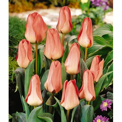 Sweet Lady / Сwээт Ладь