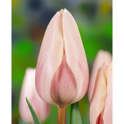 Sweet Love / Сwээт Ловэ