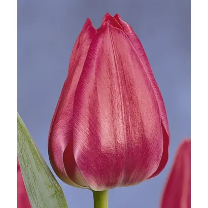 Sweet Rosy / Сwээт Рось