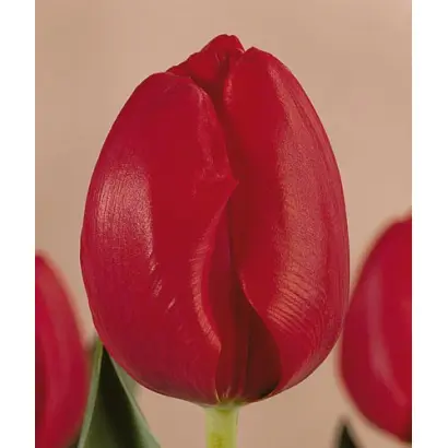 Sweetest Spring / Сwээтэст Спринг