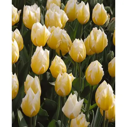 Sweetheart / Сwээтhэарт