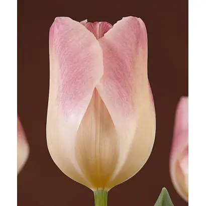 Sweety / Сwээть