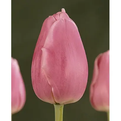 Swinging World / Сwингинг Wорлд