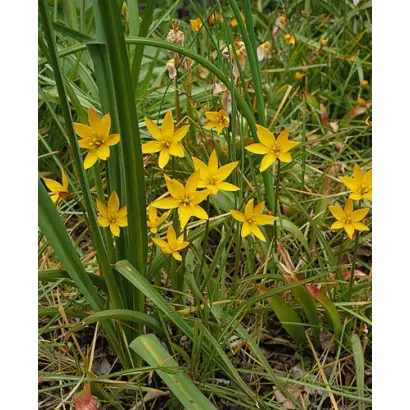 sylvestris / сьлвэстрис