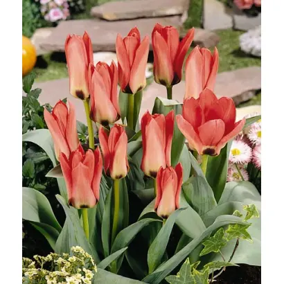 Sylvia van Lennep / Сьлвиа ван Лэннэп