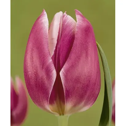 Synaeda Blue / Сьнаэда Блуэ