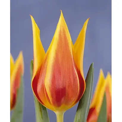 Synaeda King / Сьнаэда Кинг