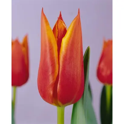 Synaeda Orange / Сьнаэда Орангэ