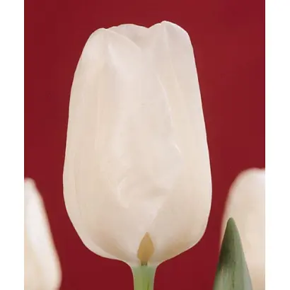 Synaeda Show / Сьнаэда Шоw