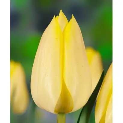 Synaede Finn / Сьнаэдэ Финн