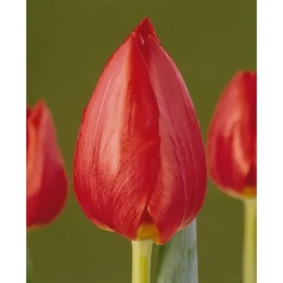 Tahiti / Таhити