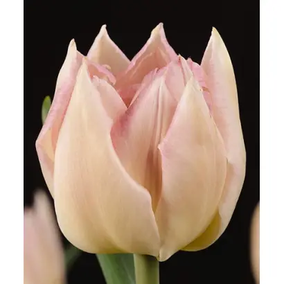 Tailleux / Таиллэуx