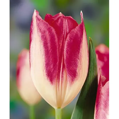 Tamara / Тамара