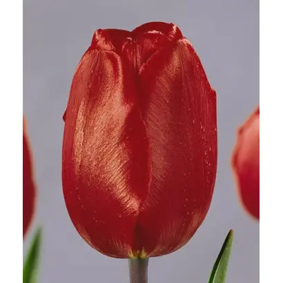 Tambour MaГ®tre / Тамбоур МаГ®трэ