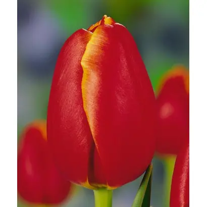 Tancu Ciller / Танцу Циллэр