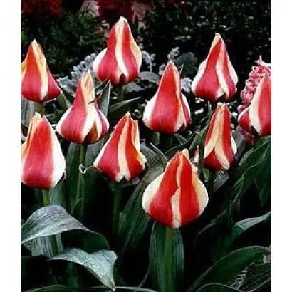 Tarafa Kaufmannia / Тарафа Кауфманниа