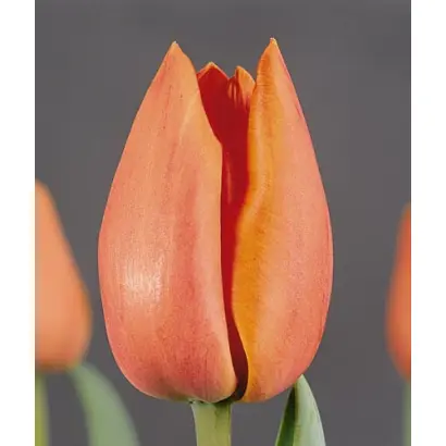 Telecom / Тэлэцом