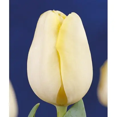 Telemark / Тэлэмарк