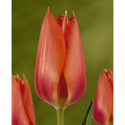 Temple of Beauty / Тэмплэ оф Бэауть